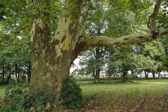 Park